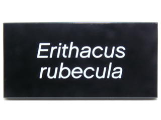 Tile 2 x 4 with White 'Erithacus rubecula' Pattern